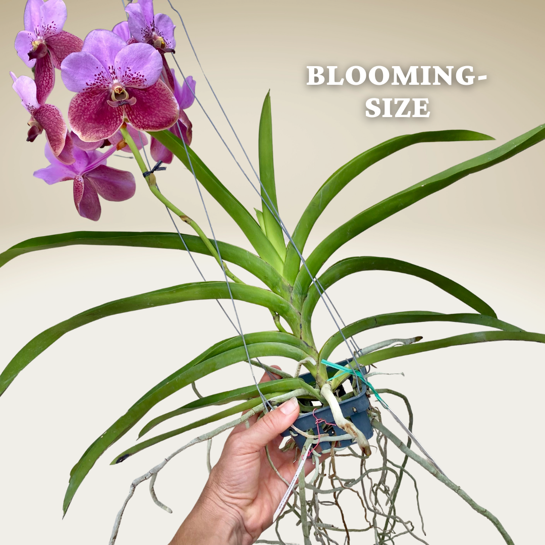 Vanda sanderiana v. alba バンダ V.sanderiana alba×V.(Thong Sand